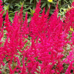 Astilbe x Arendsii 'Fanal', Astilbe Fanal information, Fanal Astilbe information, False Spirea Fanal information, Red astilbe, AGM Astilbe